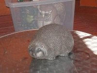 Hedghog