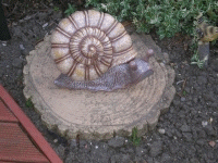 Snail