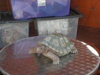 Tortoise