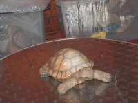 Tortoise